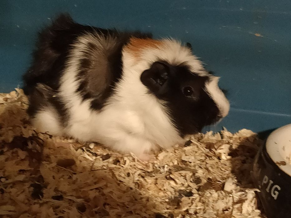 Porcușori de guineea și iepuri