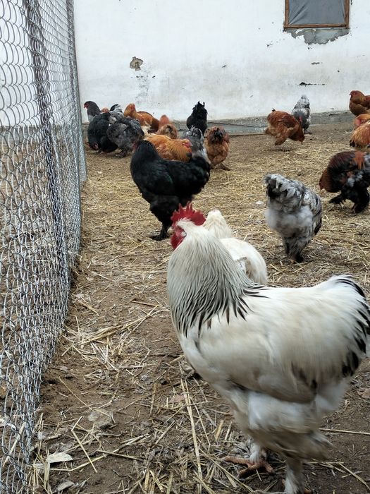 Продам петухов брама 10000.