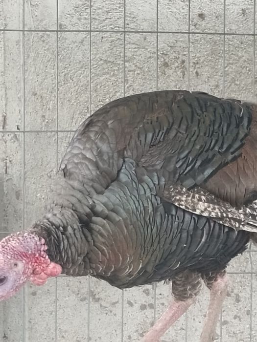 Curca si curcan de vanzare