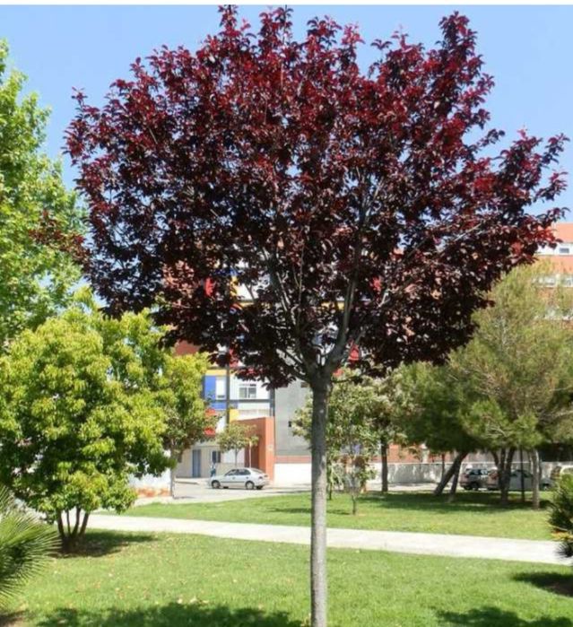 Хвойный дереья, Роза