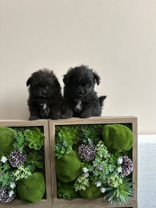 Помапу -Pomapoo.