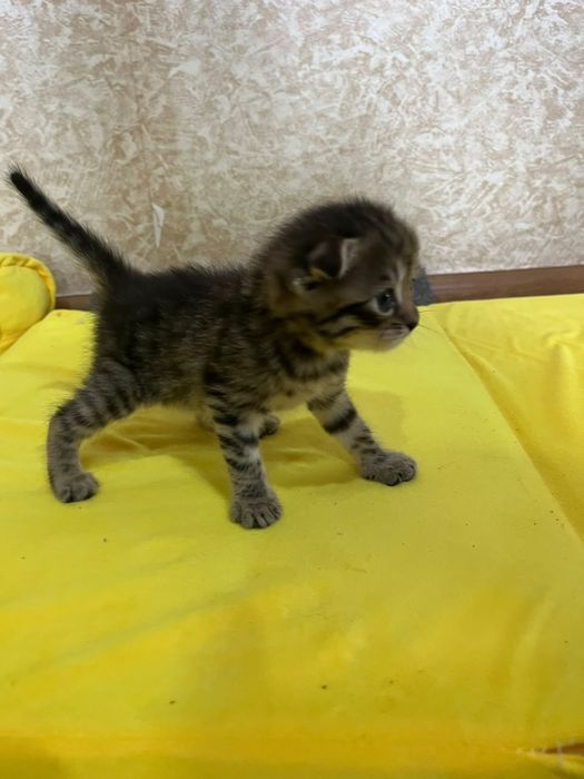 Продам котят породистых