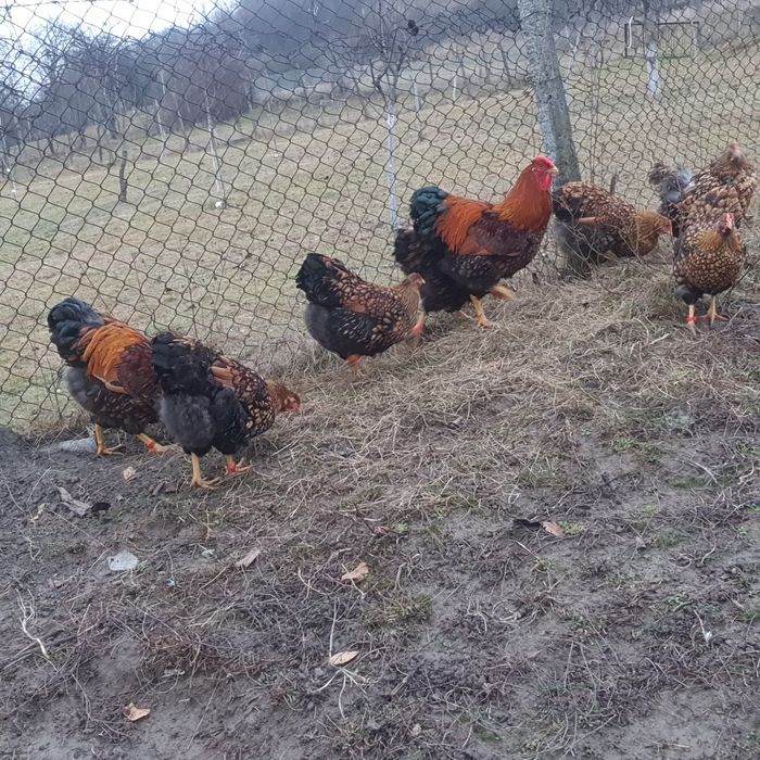 Ouă pentru incubat!