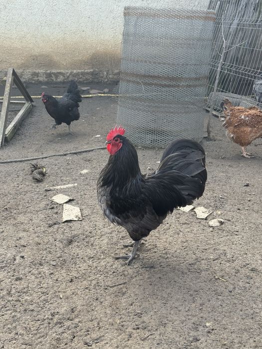 Cocos australorp
