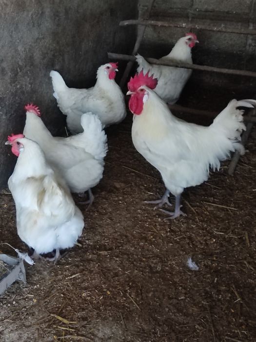 Ouă pt incubat - wyandotte, sussex porțelan, brahma, la bresse