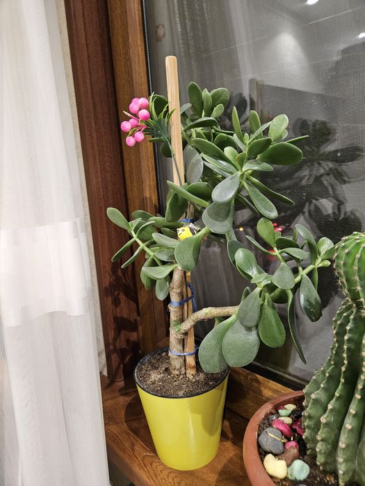 Денежное дерево Комнатное  растения для Подарок