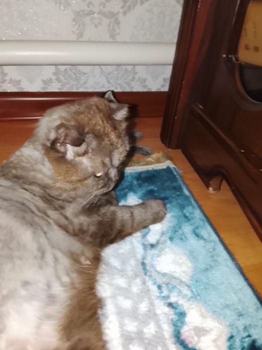 Бесплатно  котята