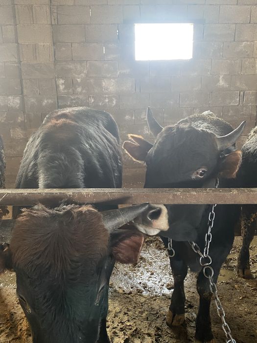 Продам быков на откорме