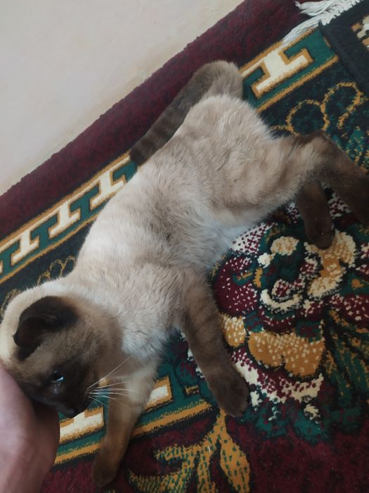 Chiroyli mushuk sotiladi