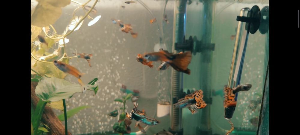 Acara blue electric ,gupy,plante,ancistrusi