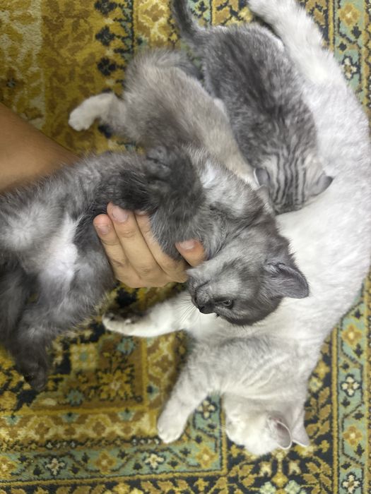 Британская короткашерстная кошка