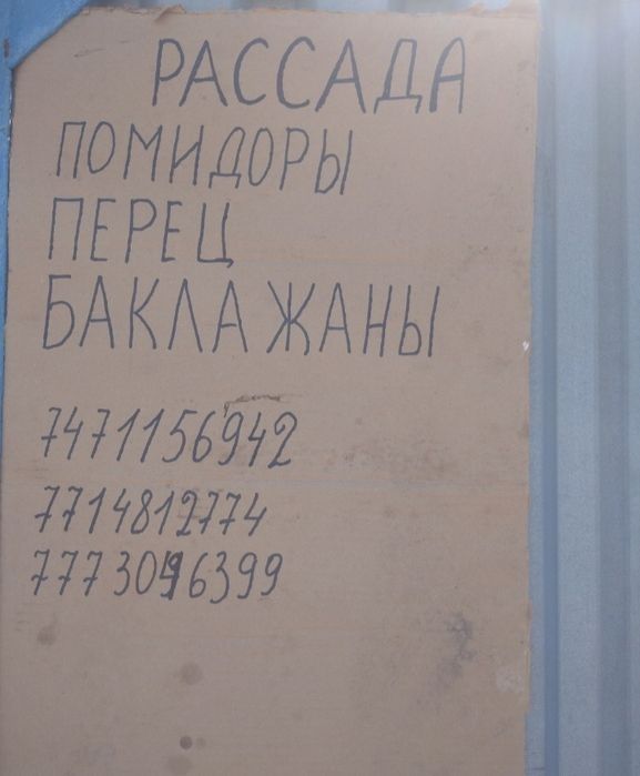 Продам рассаду Тобыл (Затобольск)