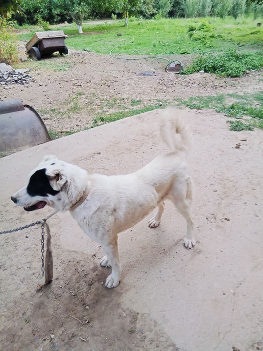 Ит сатылады бойы 90см 2жасар бағасы 80