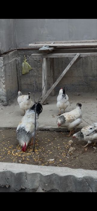 Адлер курица тауык