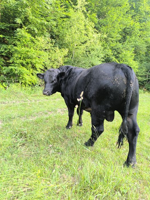 Vând Tăuras  Black ANGUS