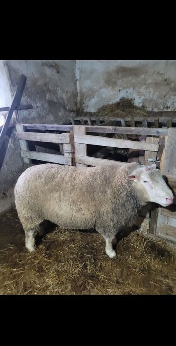 Vand berbec ile de france