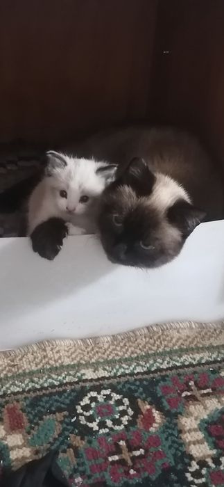 Отдам котёнка в добрые руки девочка.