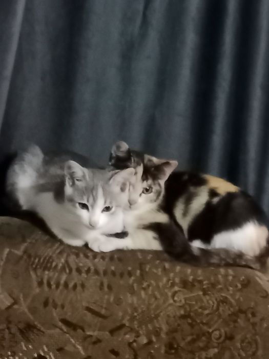 Отдам котят в хорошие руки