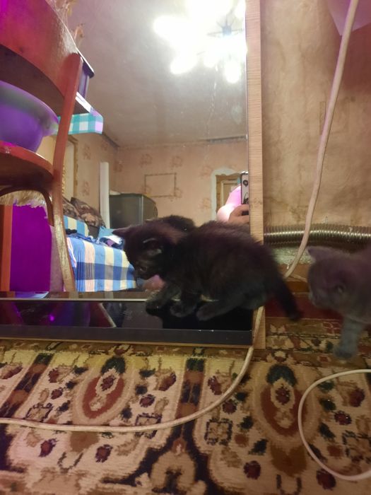 Продам милых котят.