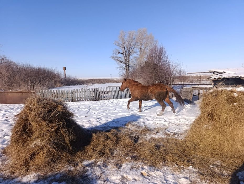 Продам кунан на племя