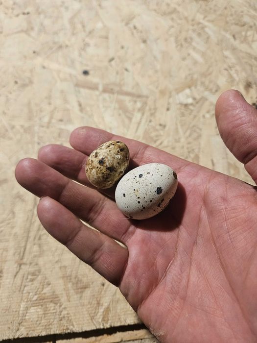 Инкубационные яйца