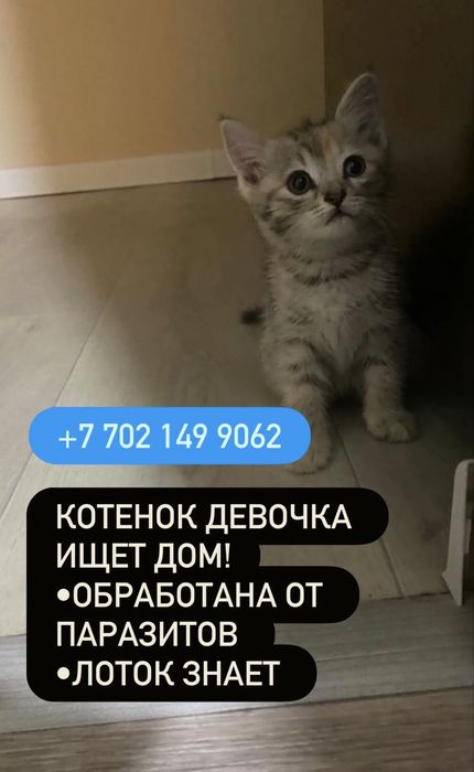 Котята ищут  дом