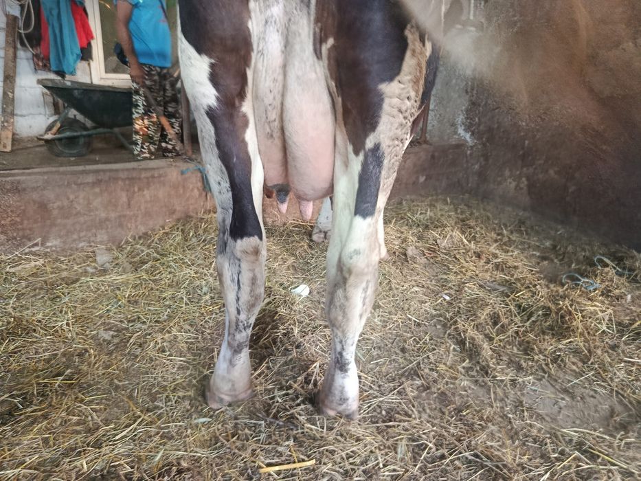 Vând vaca Holstein la prima fatare