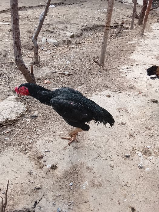 Дакан кораз сатылад июнский