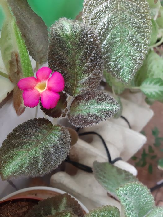 Клеродендрон и Еписция