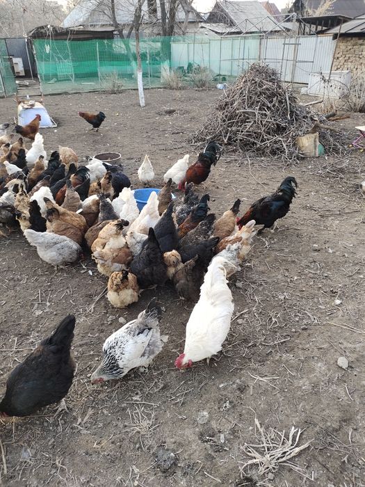 Продам инкубационные яйца