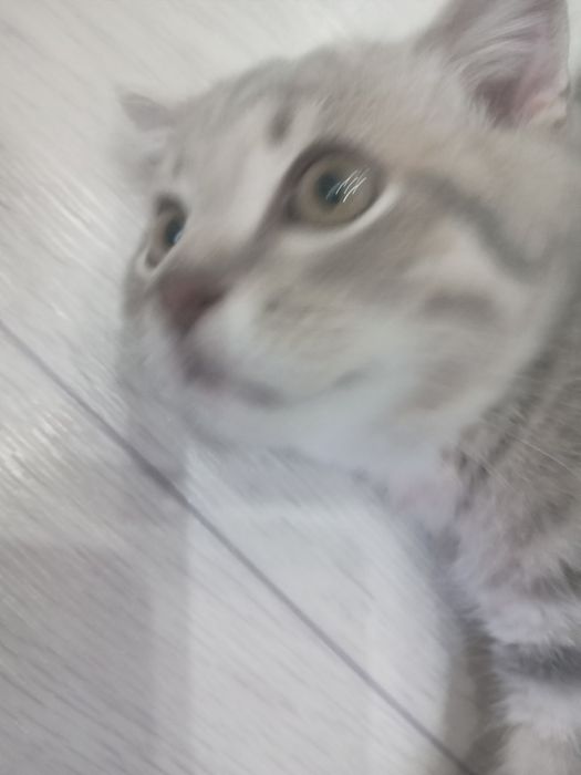 Отдам котика шотландский