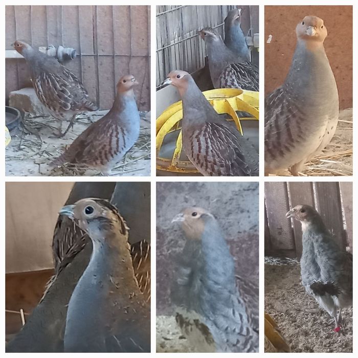 Серая куропатка.