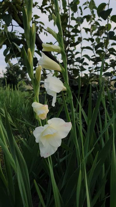 Bulbi de gladiole de vânzare