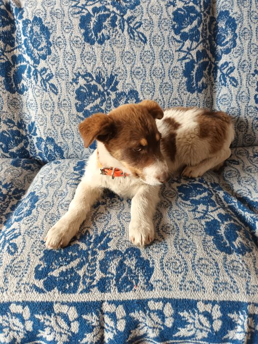 Подарява се бебе Бък