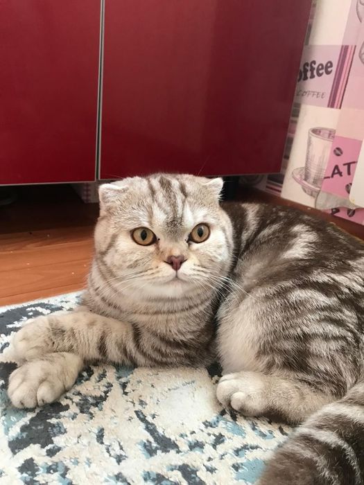 Связка Скоттиш фолд