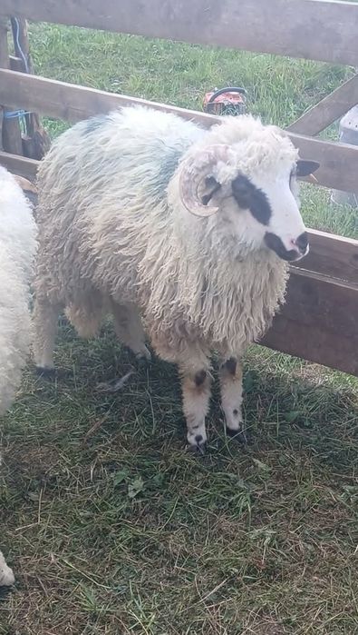 De vânzare  meii  de anu asta sau la schimb.  3 bucati