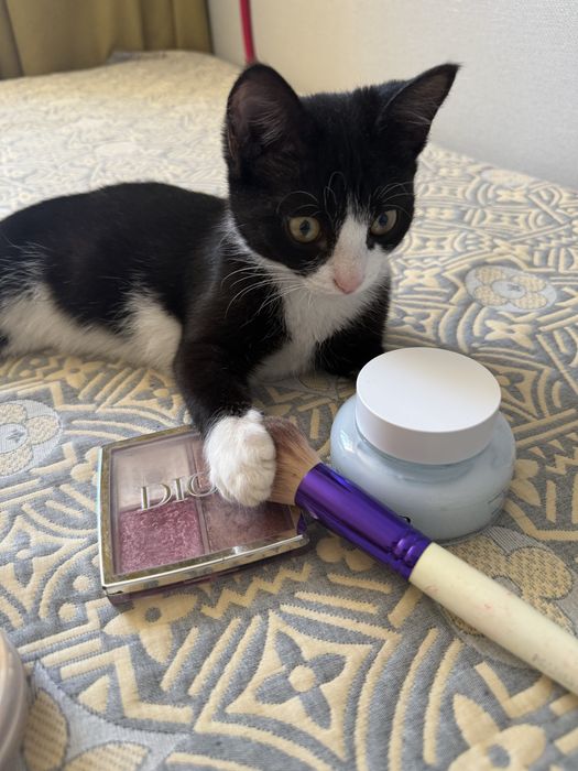 Отдам котенка в добрые руки