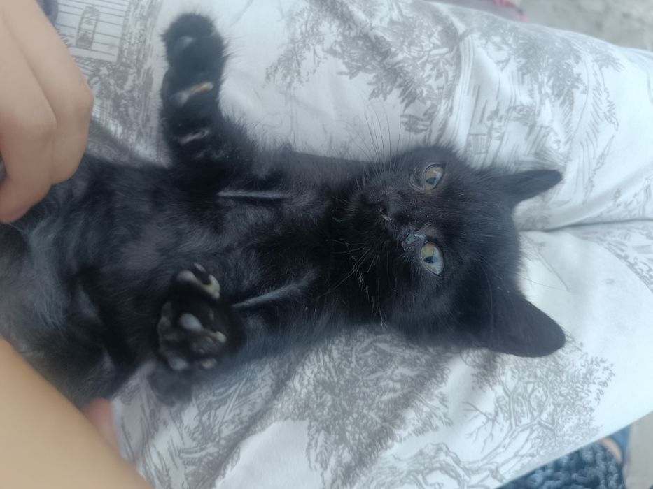 Кот,  Мысық еркек