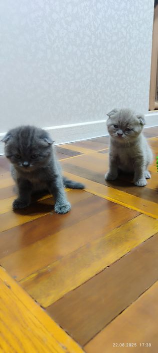 Продаю 3-х котят