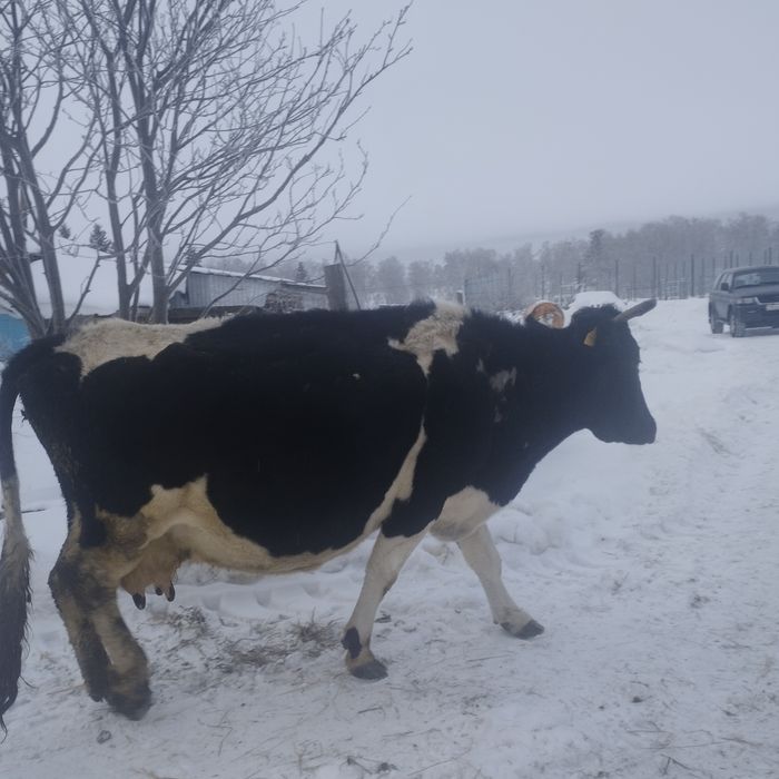 Продажа коров стельных