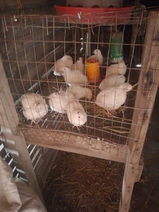 Продам перепелов 6 шт