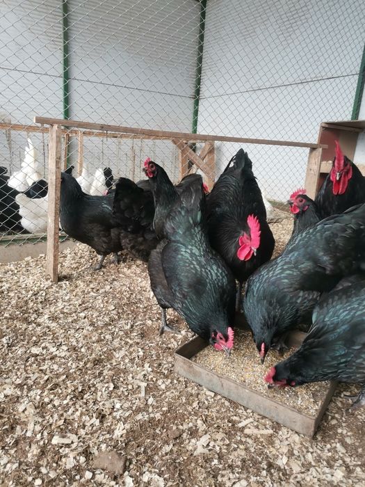 Продавам оплодени яйца от черен Австралорп... Работя с еконт и спиди