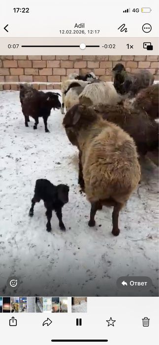 Қозылы қойлар сатылады