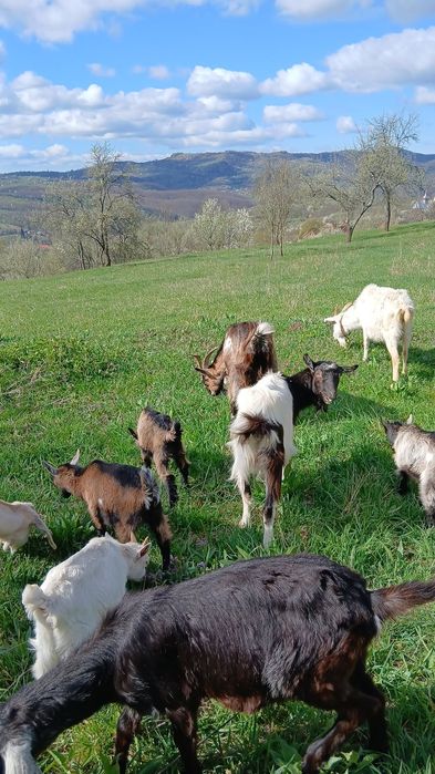 Vand capre sau schimb