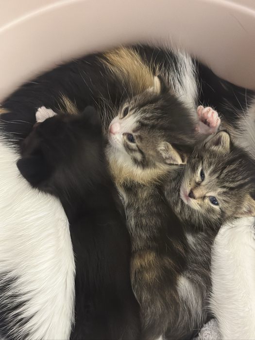 отдам котятот породистого кота