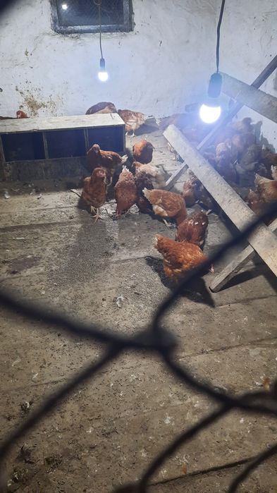 Тауық сатылады 4,5 айлық