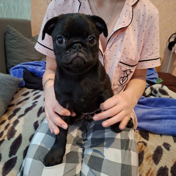 Щенки мопса 3 месяца с документами