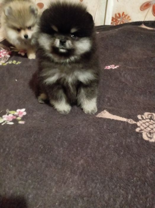 Продам щенков шпица