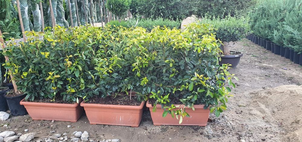 Plante ornamentale, pon pon, spirale glob 3 pe tija / tuia gard viu