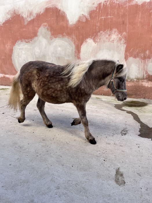 Ponei deosebit pasaport pedigree